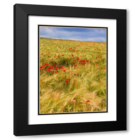 Poppies in Field II Black Modern Wood Framed Art Print with Double Matting by Chester, Colby