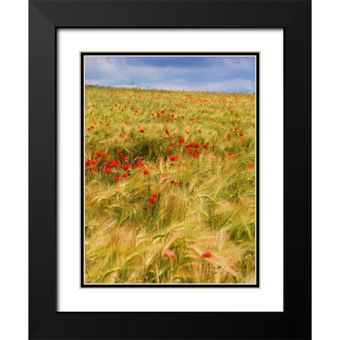 Poppies in Field II Black Modern Wood Framed Art Print with Double Matting by Chester, Colby