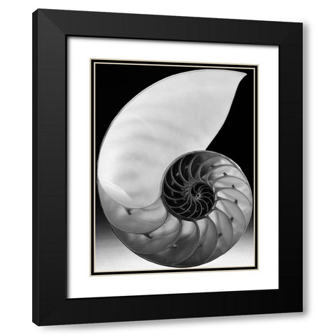 Shell I Black Modern Wood Framed Art Print with Double Matting by Christensen, Jim