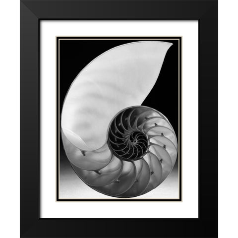 Shell I Black Modern Wood Framed Art Print with Double Matting by Christensen, Jim