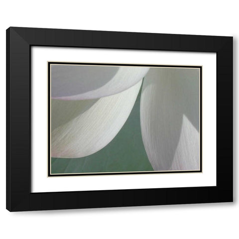 Lotus Detail I Black Modern Wood Framed Art Print with Double Matting by Christensen, Jim