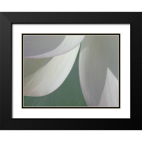 Lotus Detail I Black Modern Wood Framed Art Print with Double Matting by Christensen, Jim