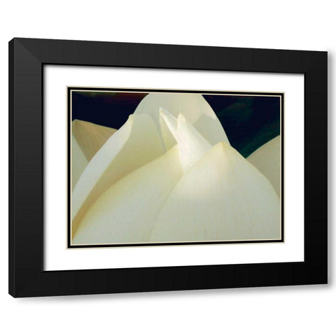 Lotus Detail III Black Modern Wood Framed Art Print with Double Matting by Christensen, Jim