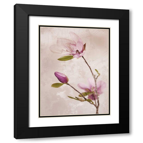Tulip Blush I Black Modern Wood Framed Art Print with Double Matting by Zalewski, Christine