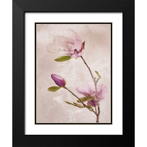 Tulip Blush I Black Modern Wood Framed Art Print with Double Matting by Zalewski, Christine