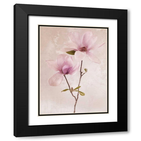 Tulip Blush II Black Modern Wood Framed Art Print with Double Matting by Zalewski, Christine