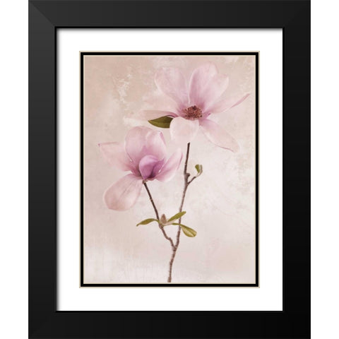 Tulip Blush II Black Modern Wood Framed Art Print with Double Matting by Zalewski, Christine