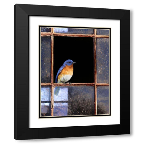 Bluebird Window Black Modern Wood Framed Art Print with Double Matting by Vest, Chris