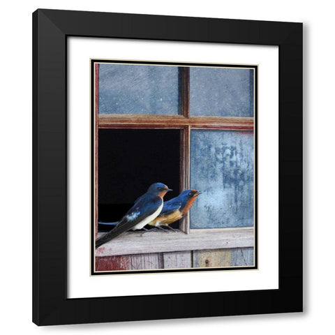 Barn Swallows Window Black Modern Wood Framed Art Print with Double Matting by Vest, Chris
