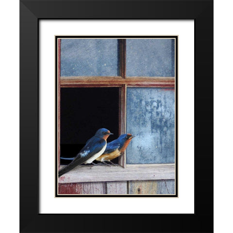 Barn Swallows Window Black Modern Wood Framed Art Print with Double Matting by Vest, Chris