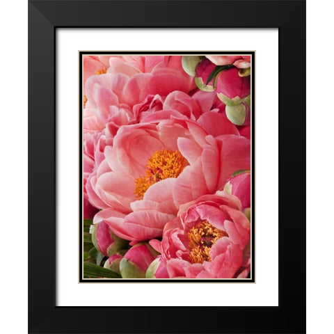 Coral Peonies II Black Modern Wood Framed Art Print with Double Matting by Perry, Rachel