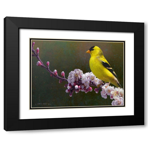 Goldfinch Flowers Black Modern Wood Framed Art Print with Double Matting by Vest, Chris
