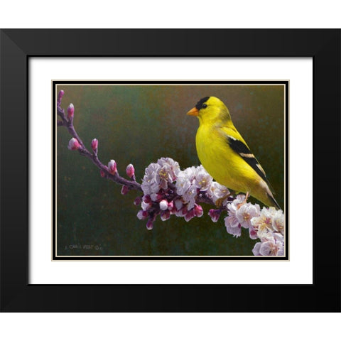 Goldfinch Flowers Black Modern Wood Framed Art Print with Double Matting by Vest, Chris