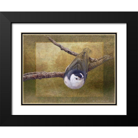 Nuthatch Black Modern Wood Framed Art Print with Double Matting by Vest, Chris