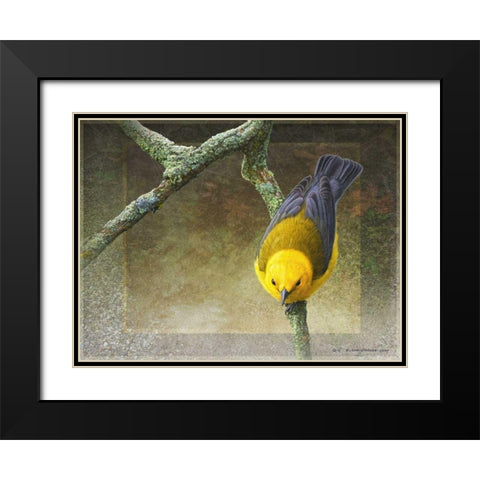 Prothonotary Black Modern Wood Framed Art Print with Double Matting by Vest, Chris