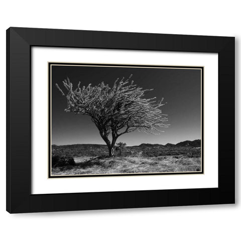 Start Spring Tree Black Modern Wood Framed Art Print with Double Matting by Nalbandian, Nish
