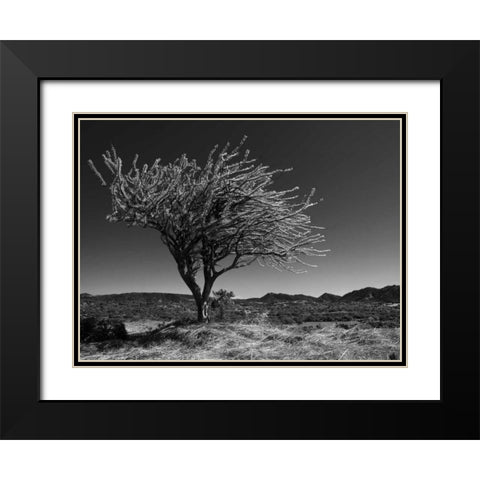 Start Spring Tree Black Modern Wood Framed Art Print with Double Matting by Nalbandian, Nish