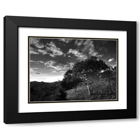Evening Jungle Trees Black Modern Wood Framed Art Print with Double Matting by Nalbandian, Nish