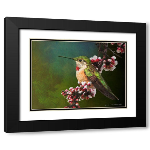 Hummer with Blossoms Black Modern Wood Framed Art Print with Double Matting by Vest, Chris