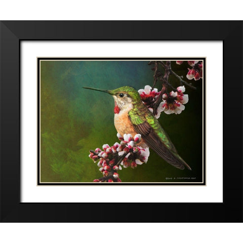 Hummer with Blossoms Black Modern Wood Framed Art Print with Double Matting by Vest, Chris