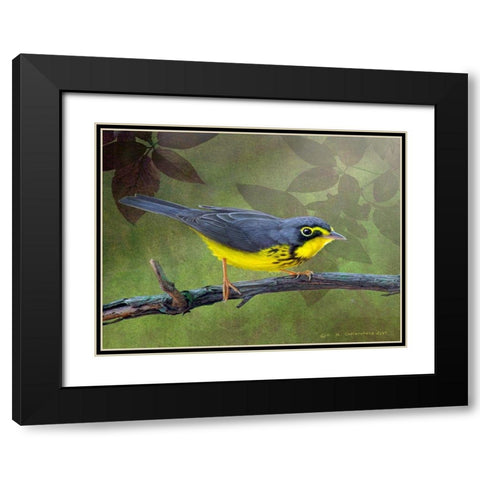 Canada Warbler Black Modern Wood Framed Art Print with Double Matting by Vest, Chris