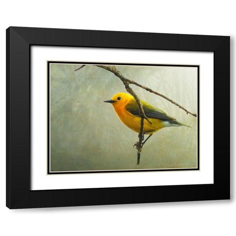Prothonotary Warbler Black Modern Wood Framed Art Print with Double Matting by Vest, Chris