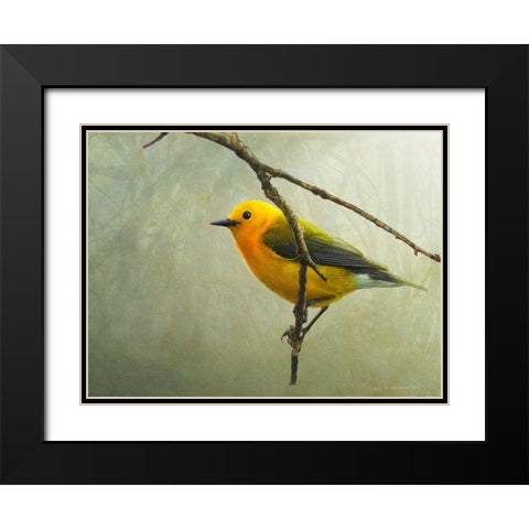 Prothonotary Warbler Black Modern Wood Framed Art Print with Double Matting by Vest, Chris