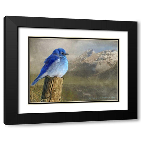 Mountain Blue Bird Black Modern Wood Framed Art Print with Double Matting by Vest, Chris