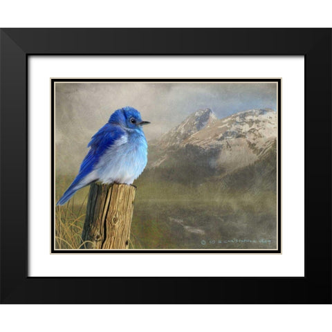 Mountain Blue Bird Black Modern Wood Framed Art Print with Double Matting by Vest, Chris