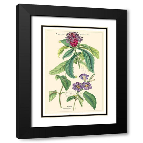 Dietrich Botanical III Black Modern Wood Framed Art Print with Double Matting by Dietrich