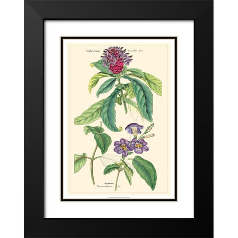 Dietrich Botanical III Black Modern Wood Framed Art Print with Double Matting by Dietrich