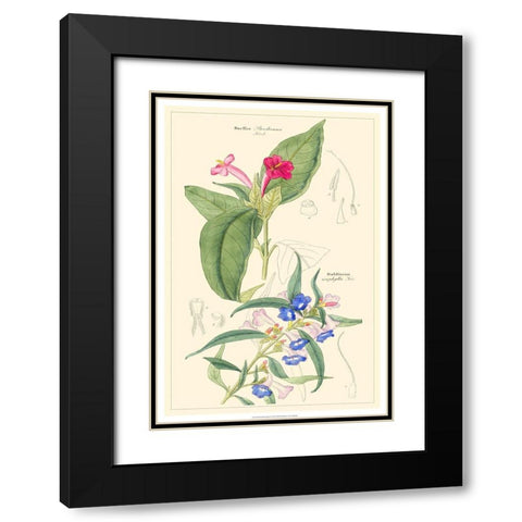 Dietrich Botanical IV Black Modern Wood Framed Art Print with Double Matting by Dietrich