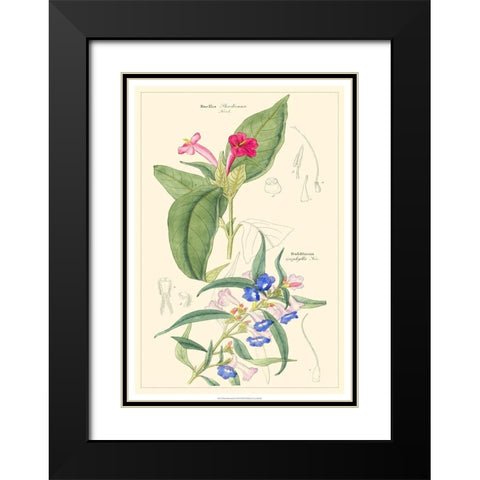 Dietrich Botanical IV Black Modern Wood Framed Art Print with Double Matting by Dietrich