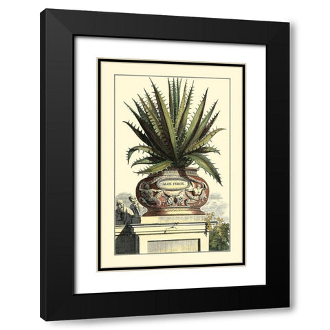 Antique Munting Aloe I Black Modern Wood Framed Art Print with Double Matting by Munting, Abraham