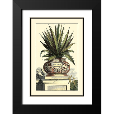 Antique Munting Aloe I Black Modern Wood Framed Art Print with Double Matting by Munting, Abraham