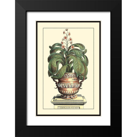 Antique Munting Aloe II Black Modern Wood Framed Art Print with Double Matting by Munting, Abraham