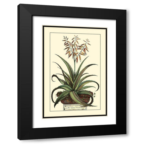 Antique Munting Aloe III Black Modern Wood Framed Art Print with Double Matting by Munting, Abraham