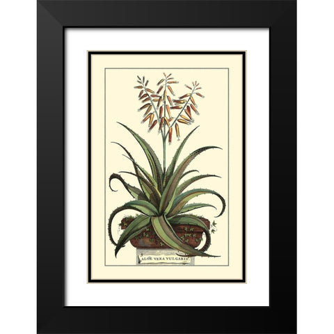 Antique Munting Aloe III Black Modern Wood Framed Art Print with Double Matting by Munting, Abraham