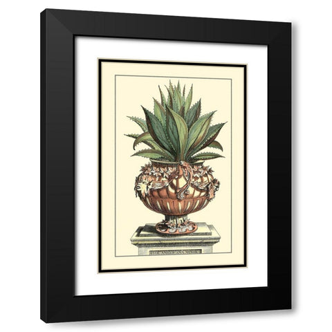 Antique Munting Aloe IV Black Modern Wood Framed Art Print with Double Matting by Munting, Abraham