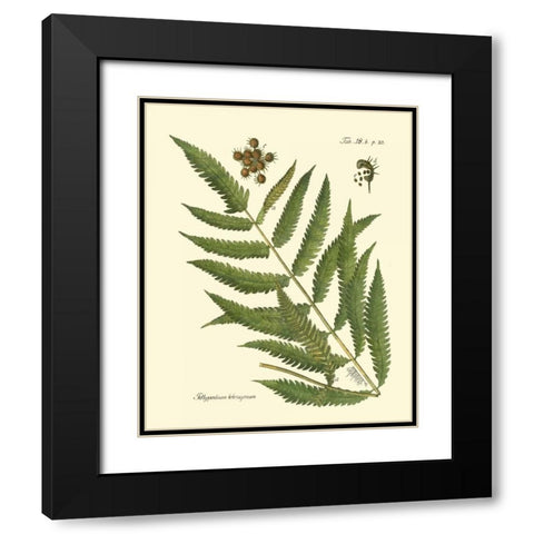 Antique Fern II Black Modern Wood Framed Art Print with Double Matting by Vision Studio