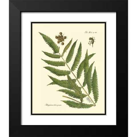 Antique Fern II Black Modern Wood Framed Art Print with Double Matting by Vision Studio