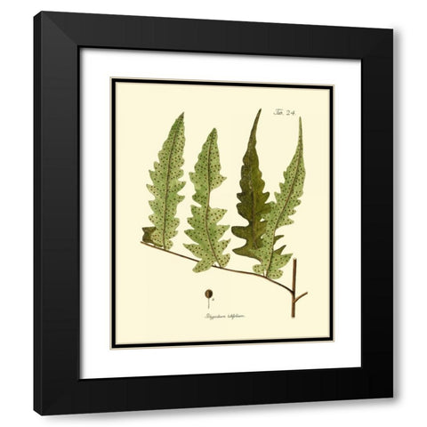 Antique Fern VII Black Modern Wood Framed Art Print with Double Matting by Vision Studio