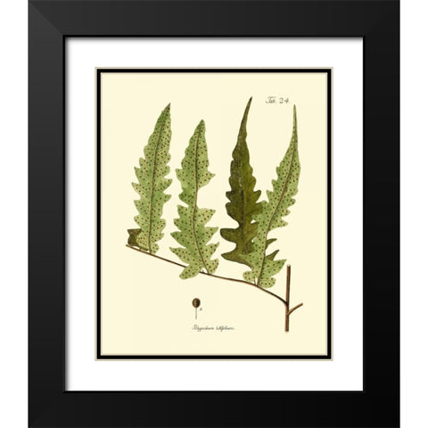 Antique Fern VII Black Modern Wood Framed Art Print with Double Matting by Vision Studio