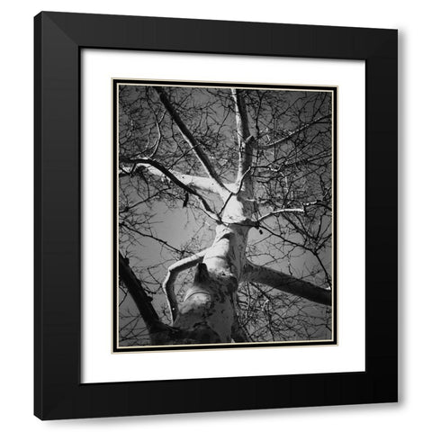 Classic Birch I Black Modern Wood Framed Art Print with Double Matting by Harper, Ethan