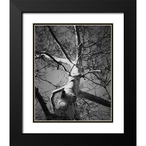Classic Birch I Black Modern Wood Framed Art Print with Double Matting by Harper, Ethan