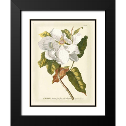 Magnificent Magnolias I Black Modern Wood Framed Art Print with Double Matting by Trew, Jacob