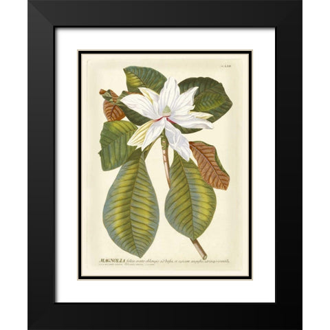 Magnificent Magnolias II Black Modern Wood Framed Art Print with Double Matting by Trew, Jacob