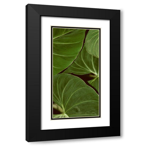 Patterned Nature III Black Modern Wood Framed Art Print with Double Matting by Vision Studio