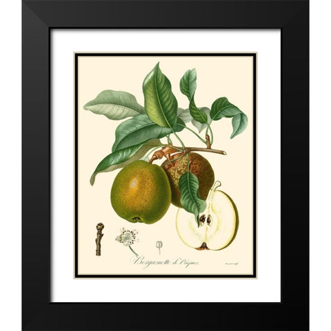 Bessa Pears Black Modern Wood Framed Art Print with Double Matting by Bessa