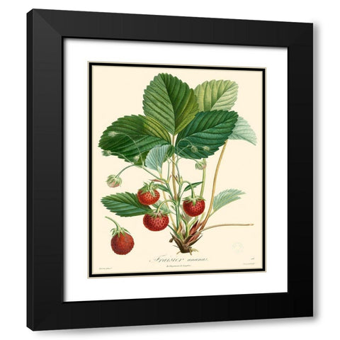 Bessa Strawberries Black Modern Wood Framed Art Print with Double Matting by Bessa